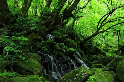 陰生植物 一覧|陰生植物(インセイショクブツ)とは？ 意味や使い方